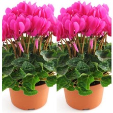 Serada Decor Plant Videolu Parlak Yapraklı Sıklamen Çiçeği (20 35 Cm) 2 Adet Iç/dış Mekan Bitkisi Cyclamen