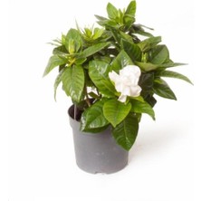 Serada Decor Plant Videolu Sevgililer Gününe Özel Gardenya Tomurcuk (20 40 Cm)1 Adet Saksılı Iç Mekan Bitkisi Gardenia