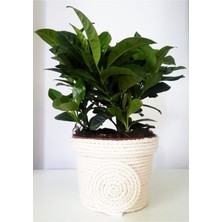 Serada Decor Plant Videolu Sevgililer Gününe Özel Gardenya (25 40 Cm)1 Adet Saksılı Ofis Iç Mekan Bitkisi Gardenia