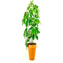 Serada Decor Plant Videolu Tek Dal Yeni Iş Hediyesi Yeşil Şeflera Çiçeği 40-70 cm Saksılı Iç Mekan Bitki Schefflera