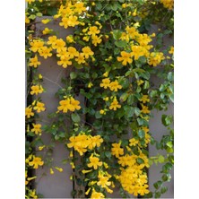 Serada Decor Plant Videolu Sarı Çiçekli Yasemin (60 80CM)1 Adet Yasemin Jasminum Mesnyi Esthetic Architecture