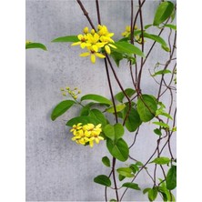 Serada Decor Plant Videolu Yasemin Çiçekli Kokulu Sarı Renkli (50 80 Cm)1 Adet Dış Mekan Bitkisi Jasminum Fruticans
