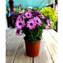 Serada Decor Plant Videolu Bodrum Papatyası Mor Renkli (20 35 Cm)1 Adet Saksıda Canlı Bitki Gerbera Jamesonii