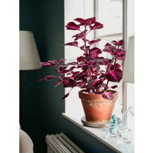 Serada Decor Plant Videolu Yaprak Güzeli (20 30 Cm)1 Adet Saksılı Iç Mekan Bitkisi Coleus Scutellarioides