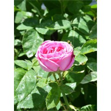 Serada Decor Plant Videolu Yediveren Beverly Gül Pembe Renkli (40 60CM) Saksılı Aşılı Gül Pink Rose