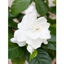 Serada Decor Plant Videolu 1 Adet Kokulu Gardenya Çiçeği 20-30 cm Saksılı Çiçekli Bodur Bitkiler Gardenia