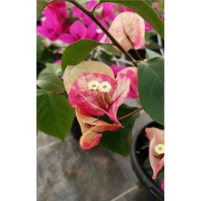 Serada Decor Plant Videolu Ebruli Renk Sarmaşık Begonvil Çiçeği (35 50 Cm)1 Adet Saksılı Çiçekli Bitki Bougainvillea
