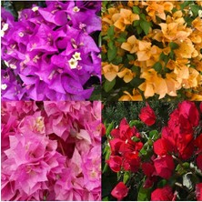 Serada Decor Plant Videolu Begonvil 4 Farklı Renkte (20 50 Cm)4 Adet Saksılı Çiçekli Bitki Bougainvillea