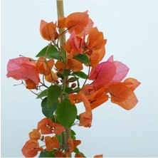 Serada Decor Plant Begonvil ( 90- 110 cm ) - Turuncu Renkli Sarılıcı Bougainvillea