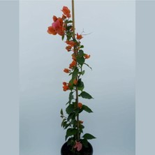 Serada Decor Plant Begonvil ( 90- 110 cm ) - Turuncu Renkli Sarılıcı Bougainvillea