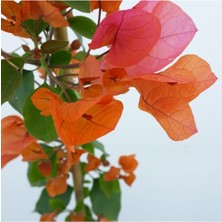 Serada Decor Plant Begonvil ( 90- 110 cm ) - Turuncu Renkli Sarılıcı Bougainvillea