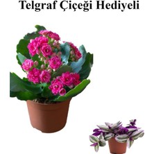 Serada Decor Plant Sevgililer Gününe Özel Pembe Renk Kalanşo-Emel Hanım Çiçeği Telgraf Hediyeli