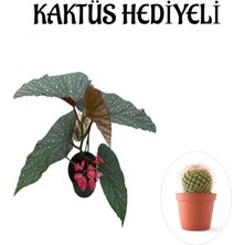 Serada Decor Plant Hediyelik Çiçekli Çilli Begonya Çiçeği Sevgililer Gününe Özel Kaktüs Hediyeli