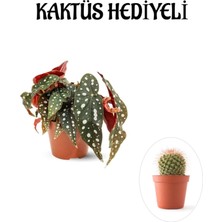 Serada Decor Plant Hediyelik Çilli Begonya Çiçeği Sevgililer Gününe Özel Kaktüs Hediyeli