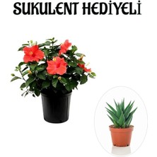 Serada Decor Plant Sevgililer Gününe Özel Kırmızı Renk Japon Gülü Çiçeği Sukulent Hediyeli