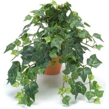 Serada Decor Plant Dönmez Çiçek Hedera Helix Sarmaşığı Saksı Ofis Ev ve Balkon Bitkisi