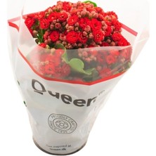 Serada Decor Plant Kalanşo Çiçeği Kalanchoe (Emel Hanım) Çiçeği Kırmızı Renk