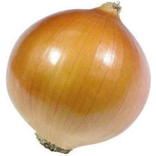 Serada Decor Plant Süper Paket 2500 Adet Tohum Ithal Kışlık Soğan Tohumu