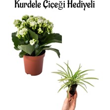 Serada Decor Plant Hediyelik Beyaz Renk Kalanşo(Kalanchoe) Çiçeği Sevgililer Gününe Özel Kurdele Çiçeği Hediyeli