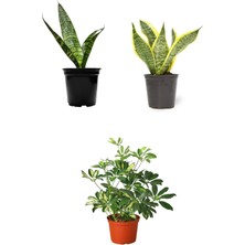 Serada Decor Plant Videolu 3'lü Salonların Vazgeçilmezi Paşa Kılıcı Şeflera (20 40 Cm)3 Adet Saksılı Iç Mekan Bitkisi