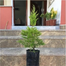 Serada Decor Plant Tüplü Limoni Servi Fidanı 4 Adet Boy 50-60CM