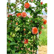 Serada Decor Plant Videolu Sarmaşık Gül Turuncu Renkli(60 80 Cm)1 Adet Saksılı Aşılı Gül Orange Rose