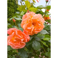 Serada Decor Plant Videolu Sarmaşık Gül Turuncu Renkli(60 80 Cm)1 Adet Saksılı Aşılı Gül Orange Rose