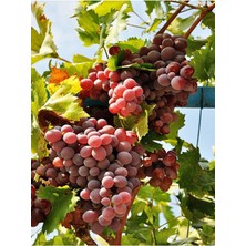 Serada Decor Plant Videolu Tatlı Bol Bereketli Pembe Üzüm (34 45 Cm)1 Adet Tüplü Dış Mekan Bitkisi Gemre