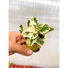 Serada Decor Plant Videolu 1 Adet Adaçayı Kokulu Sukulent Beyaz Alacalı 10-15 cm Saksılı Çiçekli Bodur Succulent