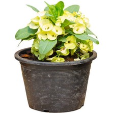 Serada Decor Plant Sevgililer Gününe Özel Sarı Renk Milli Dikenler Tacı Çiçeği Tül