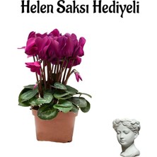 Serada Decor Plant Hediyelik Fuşya Renk Sıklamen Çiçeği Sevgilier Gününe Özel Helen Saksı Hediyeli