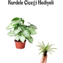 Serada Decor Plant Hediyelik Zarif Yapraklı Melek Kanadı Bitkisi Sevgililer Gününe Özel Kurdele Çiçeği Hediyeli