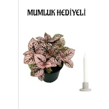 Serada Decor Plant Sevgililer Günü Hediyesi Pembe Hostes(Hypoestes) Çiçeği Mumluk Hediyeli