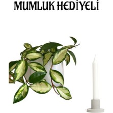 Serada Decor Plant Sevgilier Gününe Özel Pembe Renk Hoya- Mum Çiçeği Mumluk Hediyeli Bitki