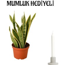 Serada Decor Plant Sevgililer Gününe Özel Hediyelik Sarı Alacalı Kılıç Bitkisi Mumluk Hediyeli Çiçek