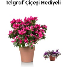 Serada Decor Plant Sevgililer Gününe Özel Pembe Çiçekli Açelya Çiçeği Telgraf Hediyeli