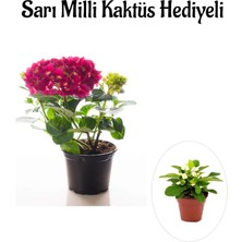 Serada Decor Plant Sevgililer Gününe Özel Fuşya Renk Ortanca Çiçeği Sarı Milli Kaktüs Hediyeli