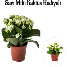 Serada Decor Plant Sevgililer Gününe Özel Beyaz Renk Kalanşo-Emel Hanım Çiçeği Sarı Milli Hediyeli