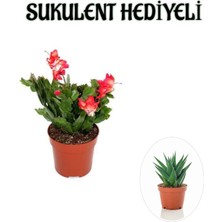 Serada Decor Plant Hediyelik Kırmızı Renk Yılbaşı Çiçeği Sevgililer Gününe Özel Sukulent Hediyeli