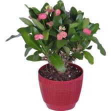 Serada Decor Plant Dikenler Tacı