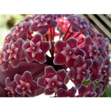 Serada Decor Plant Mum Çiçeği Hoya /kırmızı 10-15CM