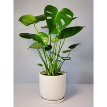 Serada Decor Plant Monstera Delicious 60-80 cm