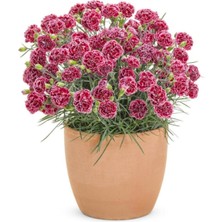 Serada Decor Plant Kokulu Açık Kırmızı Bodur Karanfil Bitkisi Dianthus Caryophyllus Red