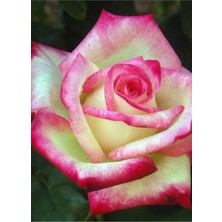 Serada Decor Plant Ebruli Yediveren Saks8ıda Gül Fidanı