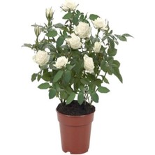 Serada Decor Plant Beyaz Minyatür Gül