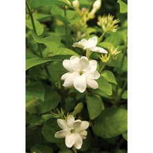 Serada Decor Plant Arap Yasemini Bitkisi