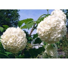Serada Decor Plant Kartopu Çiçeği 2 Yaş Tüplü Fidan
