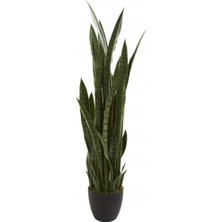 Serada Decor Plant Kılıç Çiçeği Paşa Kılıcı 40-60 cm Peygamber Kılıcı Ev Bitkisi Ofis Bitkisi Salon Bitkisi