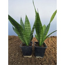 Serada Decor Plant Videolu Kılıç Çiçeği (20 30 Cm)2 Adet Saksılı Iç Mekan Bitkisi Gladiolus