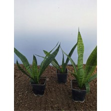 Serada Decor Plant Videolu Kılıç Çiçeği (20 30 Cm)3 Adet Saksılı Iç Mekan Bitkisi Gladiolus